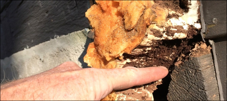  Blowing Rock,  North Carolina Log Home With Water Damage
